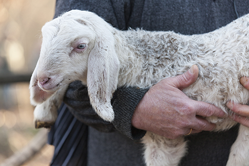 shepherd carrying lamb reduced for web