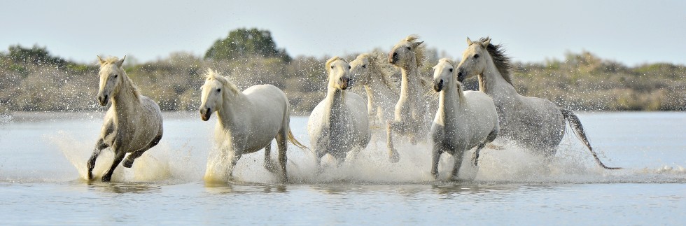 white horses running